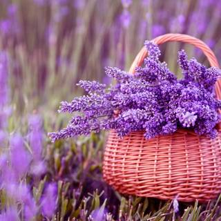 Summer basket wallpaper