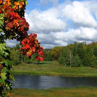 River summer wallpaper