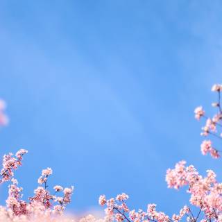 Spring sky wallpaper