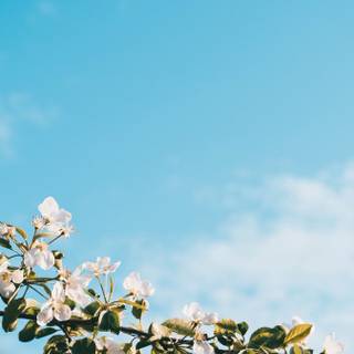 Spring sky wallpaper