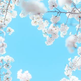 Spring sky wallpaper