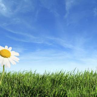 Spring sky wallpaper