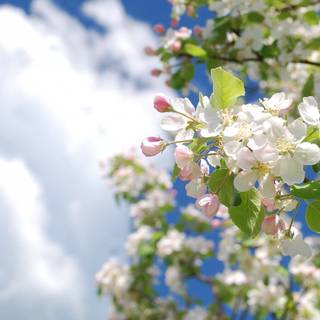 Spring sky wallpaper