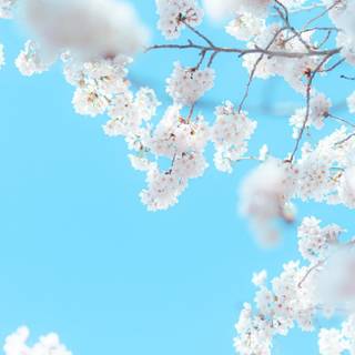 Spring sky wallpaper