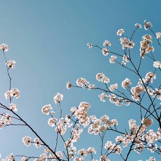 Spring sky wallpaper