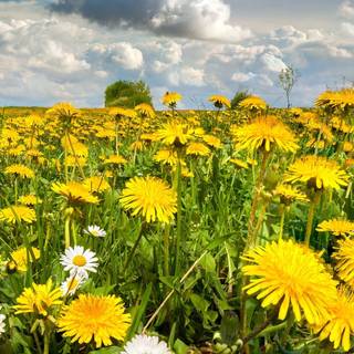 Spring sky wallpaper
