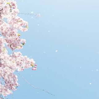 Spring sky wallpaper