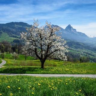 Spring sky wallpaper