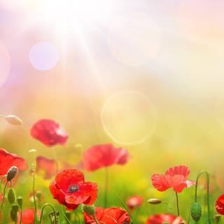 Spring sky wallpaper