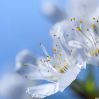 Spring sky wallpaper