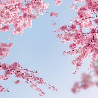 Spring sky wallpaper