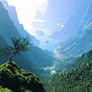 Digital forest wallpaper