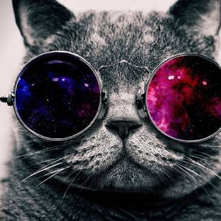 Cat DJ wallpaper