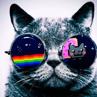 Cat DJ wallpaper
