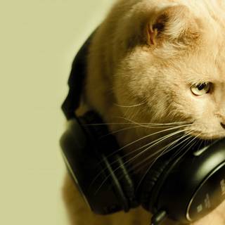 Cat DJ wallpaper