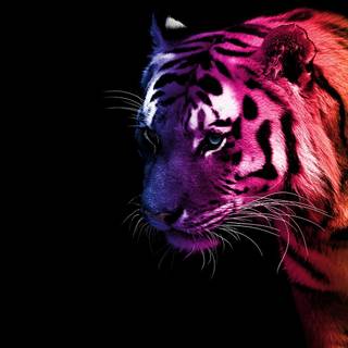 Purple tigers wallpaper