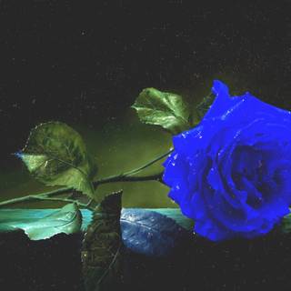 Calm night wallpaper