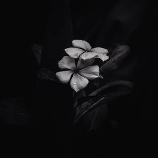 White on black wallpaper