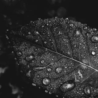 White on black wallpaper