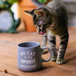 Coffee cat wallpaper