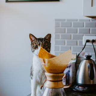 Coffee cat wallpaper