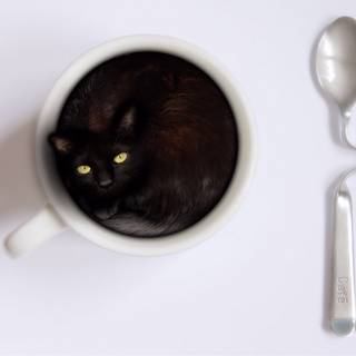 Coffee cat wallpaper