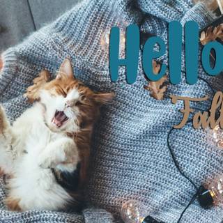 Coffee cat wallpaper