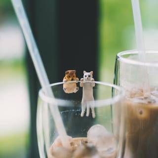 Coffee cat wallpaper