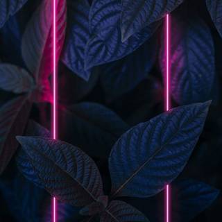 Neon iPhone 11 wallpaper