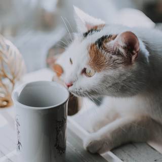 Coffee cat wallpaper