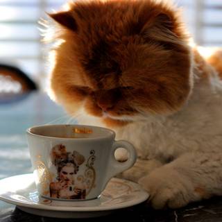 Coffee cat wallpaper