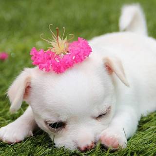 Pink cute dog wallpaper