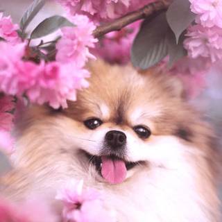 Pink cute dog wallpaper