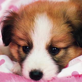 Pink cute dog wallpaper