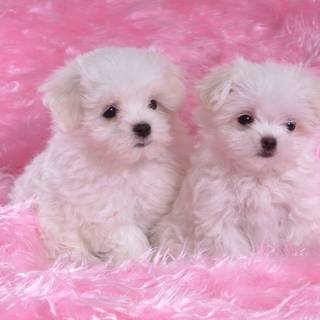Pink cute dog wallpaper