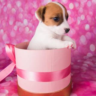 Pink cute dog wallpaper