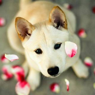 Pink cute dog wallpaper