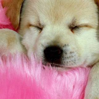 Pink cute dog wallpaper
