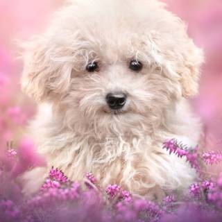 Pink cute dog wallpaper