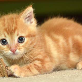 Cute kittens orange wallpaper