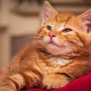 Cute kittens orange wallpaper