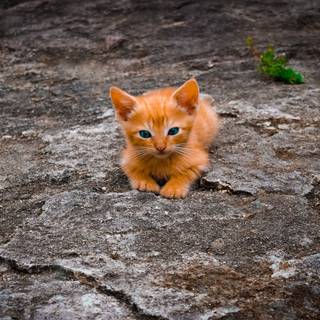 Cute kittens orange wallpaper