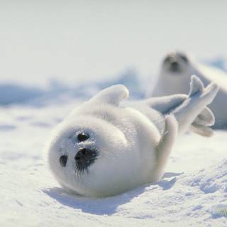 Harp seals wallpaper