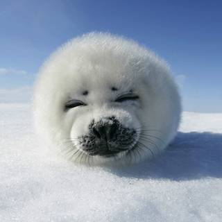 Harp seals wallpaper