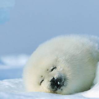 Harp seals wallpaper