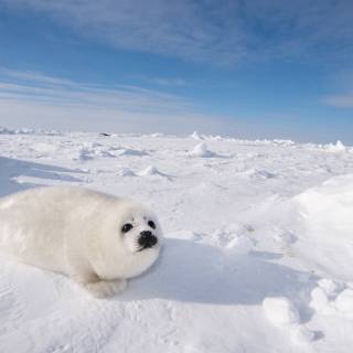 Harp seals wallpaper