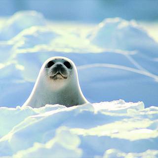 Harp seals wallpaper