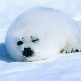 Harp seals wallpaper
