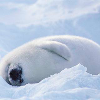 Harp seals wallpaper