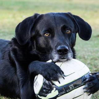 Soccer dog wallpaper